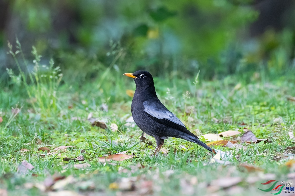 yaqing  ��ʦ�������Ĵ�ʡ�ɶ���.jpg