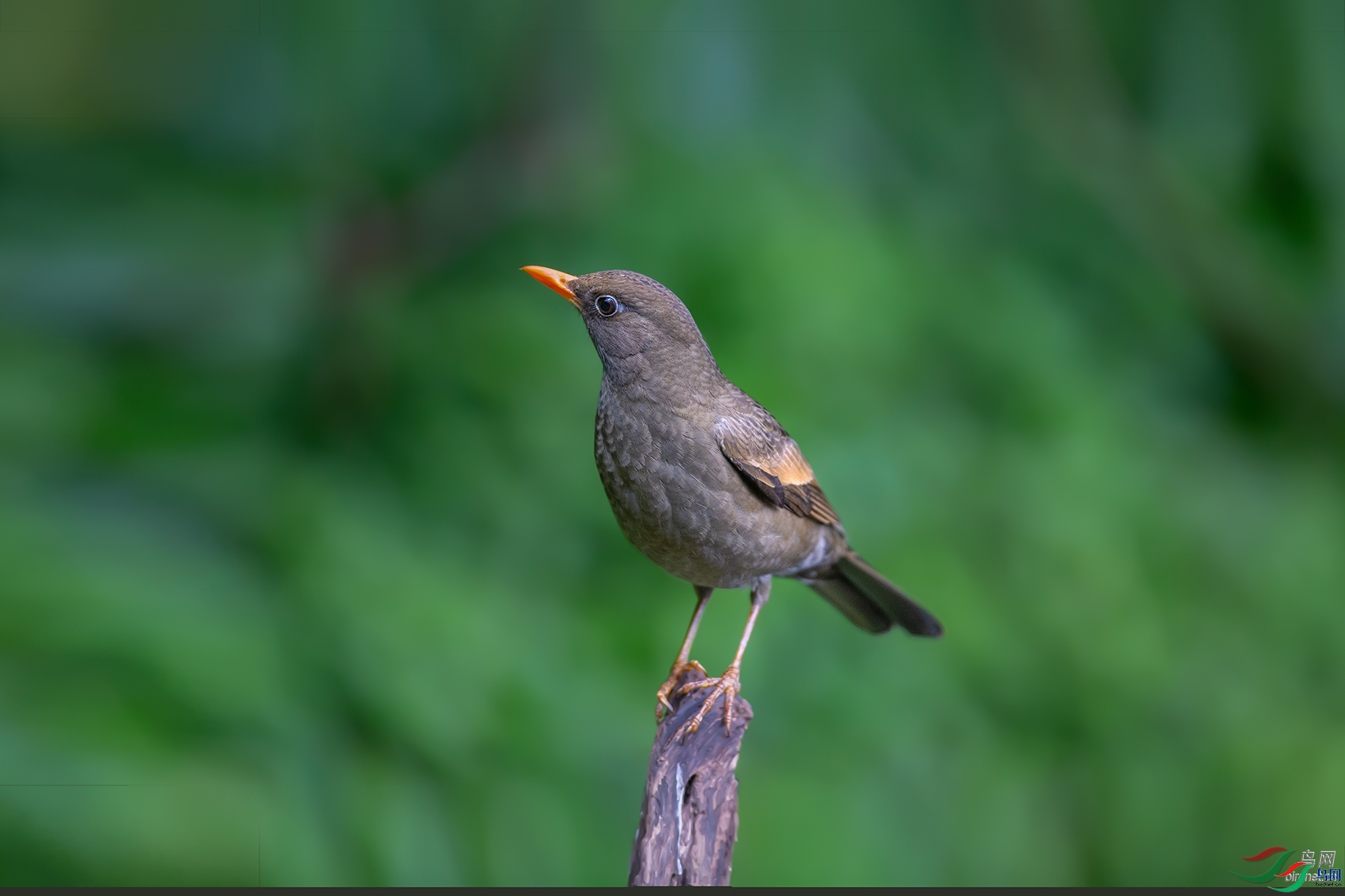 �ϱ�bj  ��ʦ����������ʡ��ɽ��.jpg