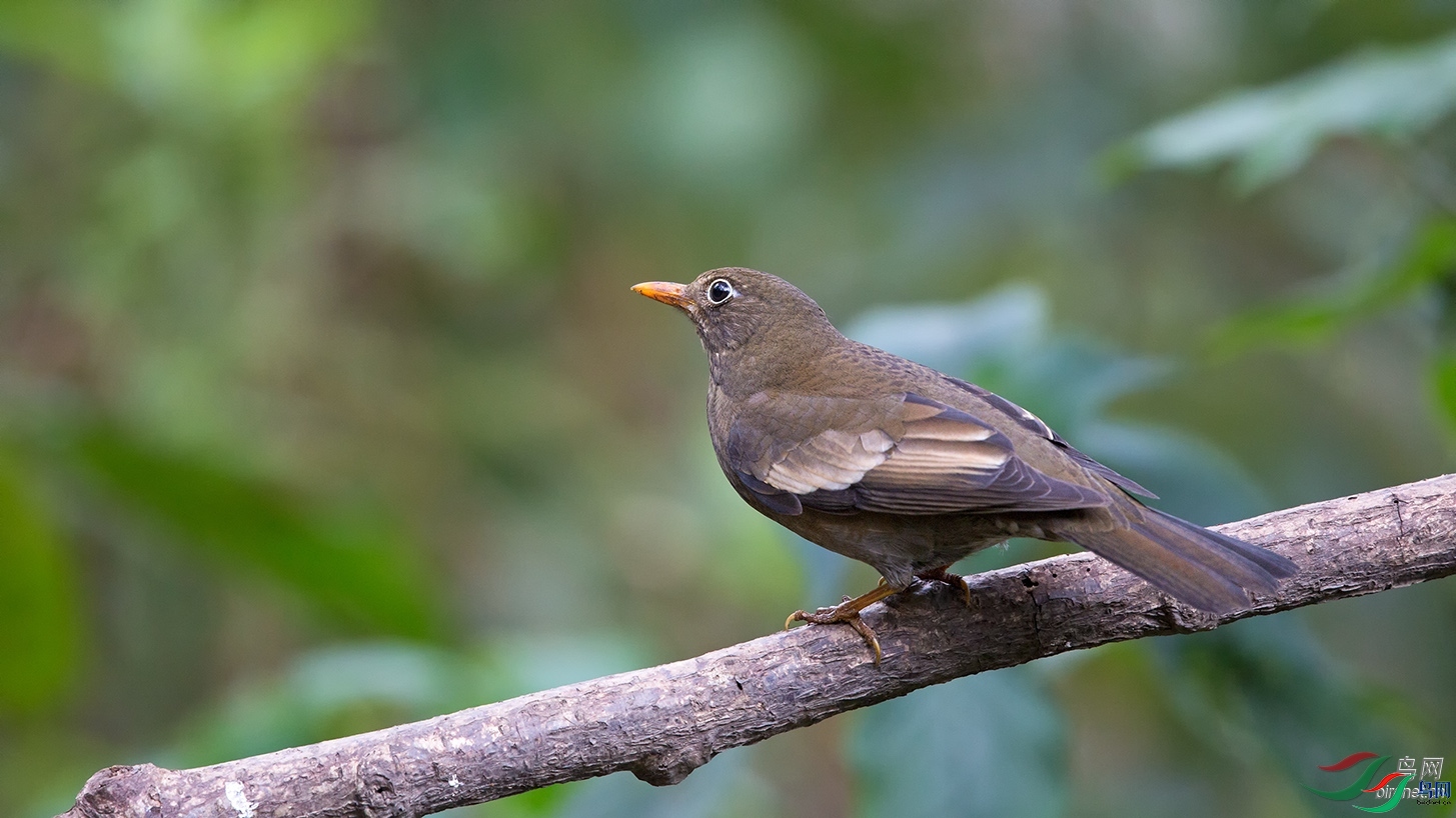 ��̨ɽ�� ��ʦ����������ʡ��ɽ��.jpg
