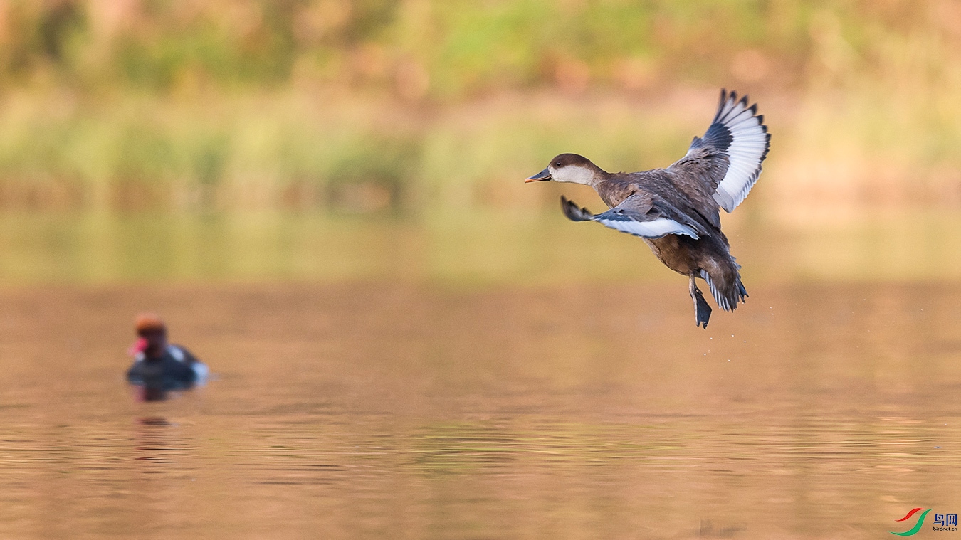 DSC_7184 - ����.jpg