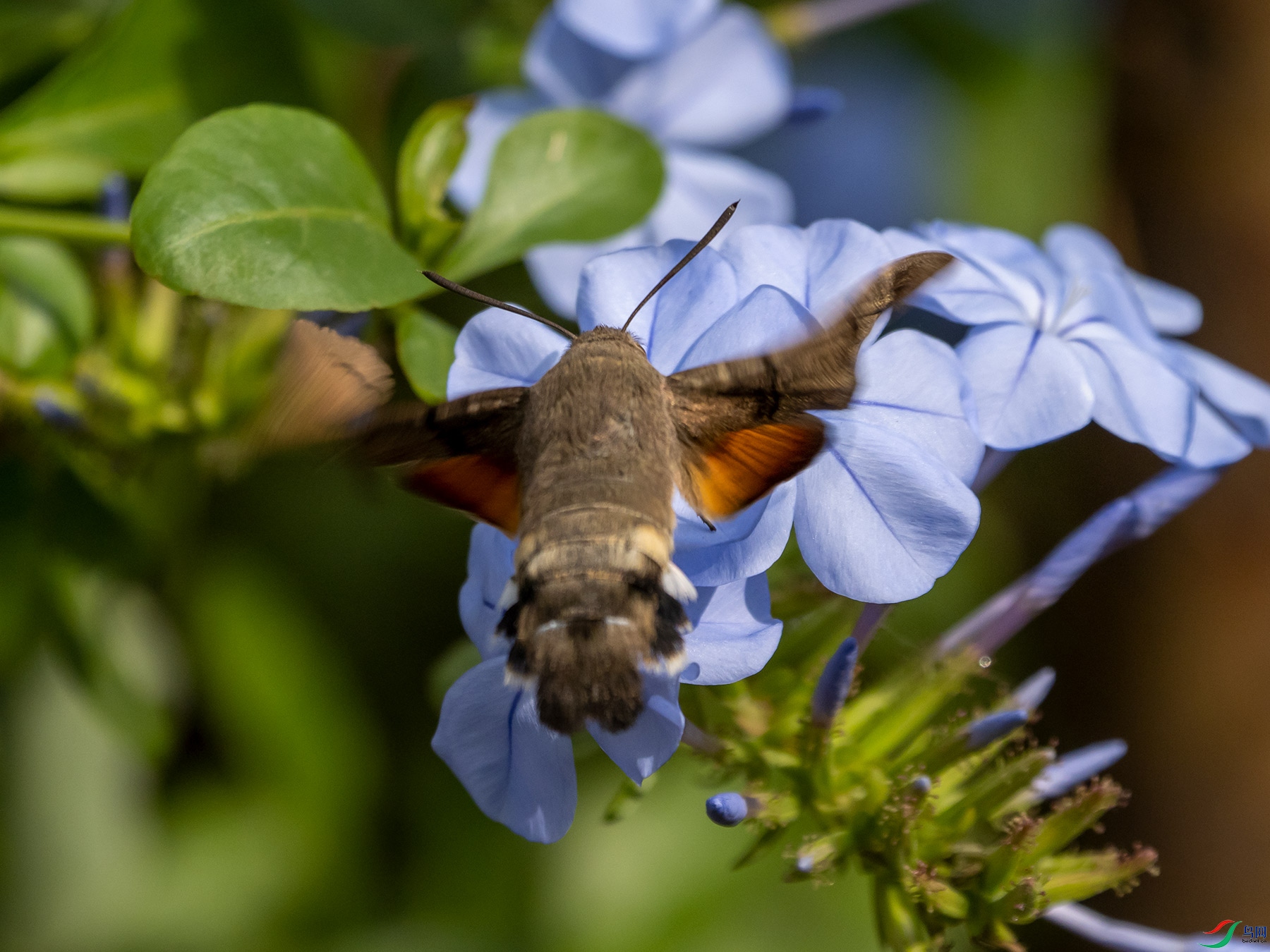 ����ӥ������