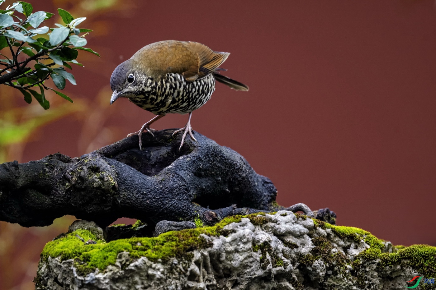 �Ĵ��ⱳ��� (2)-1.jpg