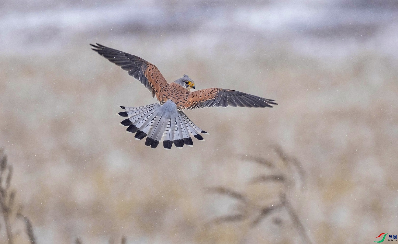 ��ѩ�еĻ���