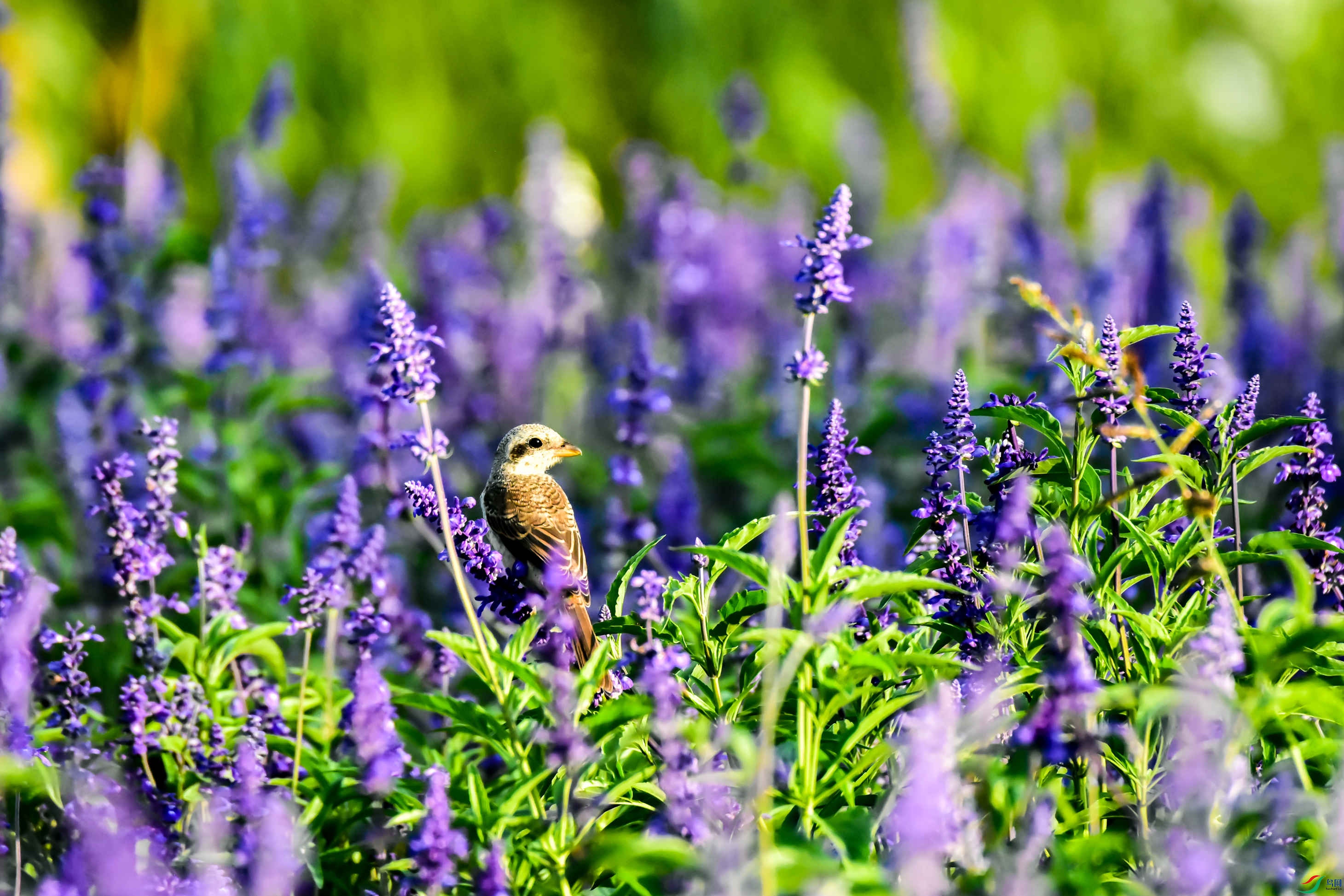 �����еĲ�������