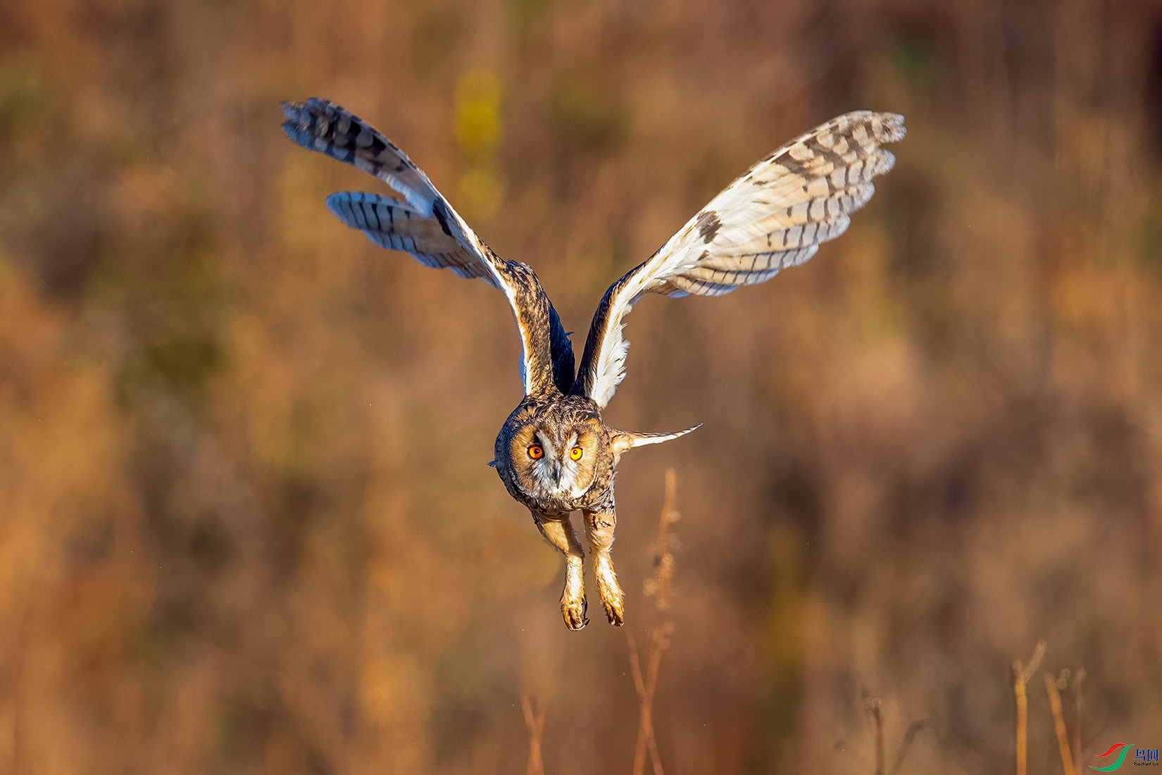 DSC_5233-a.jpg