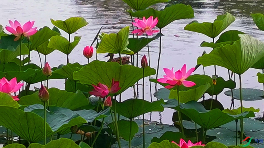 VID_20200705_110934 00_00_22-00_00_36_Moment���ҰѼ-01-p-2.jpg