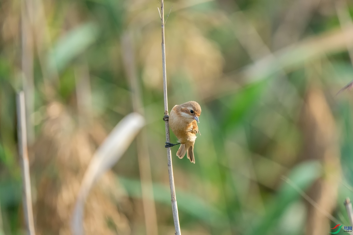A9D03795-015.jpg