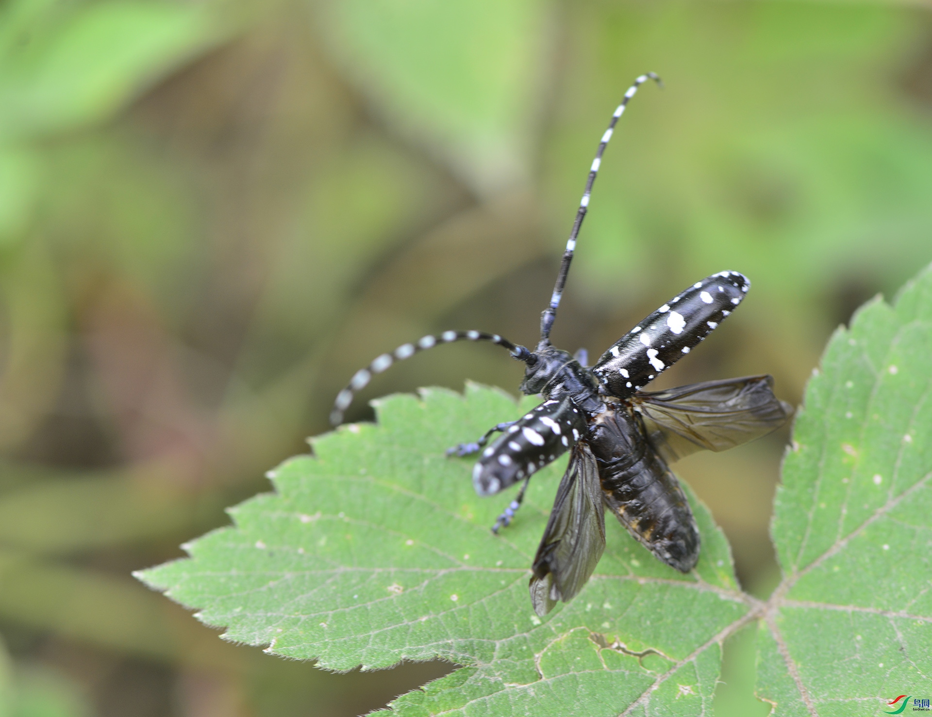 ������Ӱ 2245����.jpg