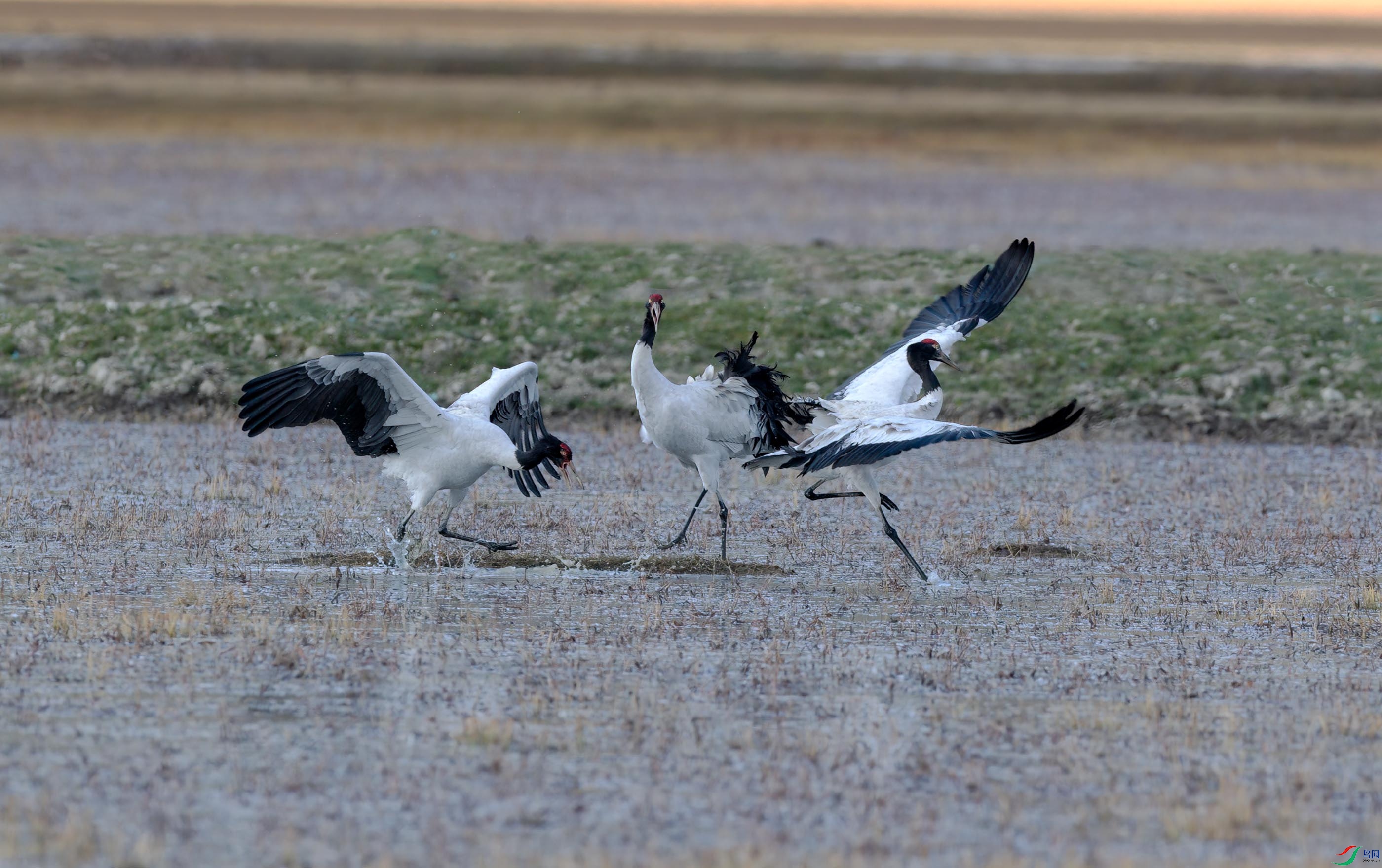 DSC_0325_2.jpg