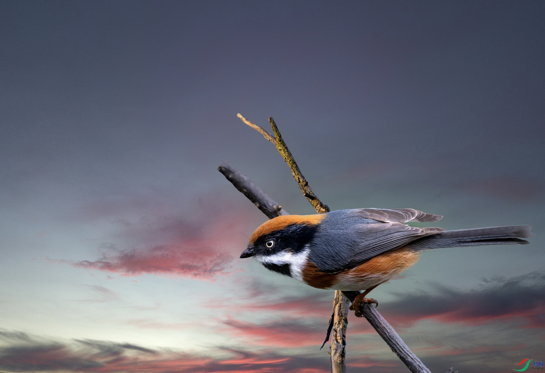 ��ͷ��βɽȸ (1)-1.jpg