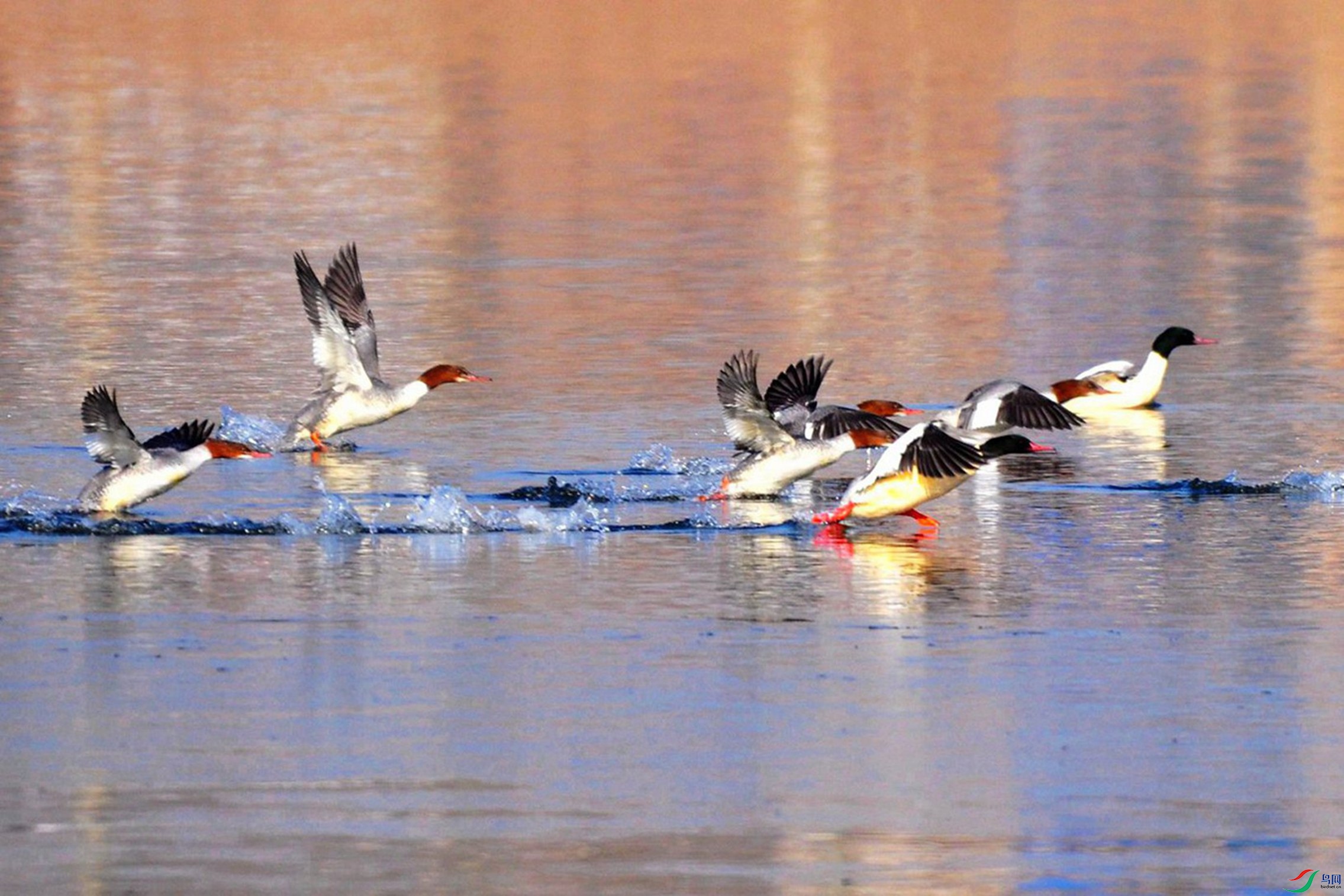 ��ɳѼ 043_����.jpg