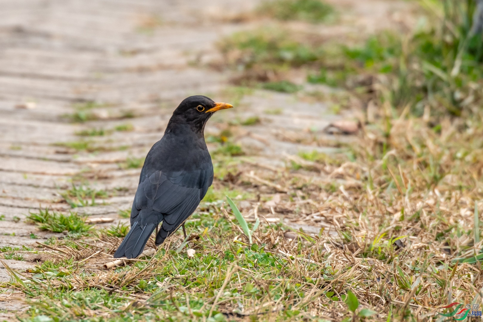 �ķ�ľ��  ��ʦ����������ʡ������.jpg