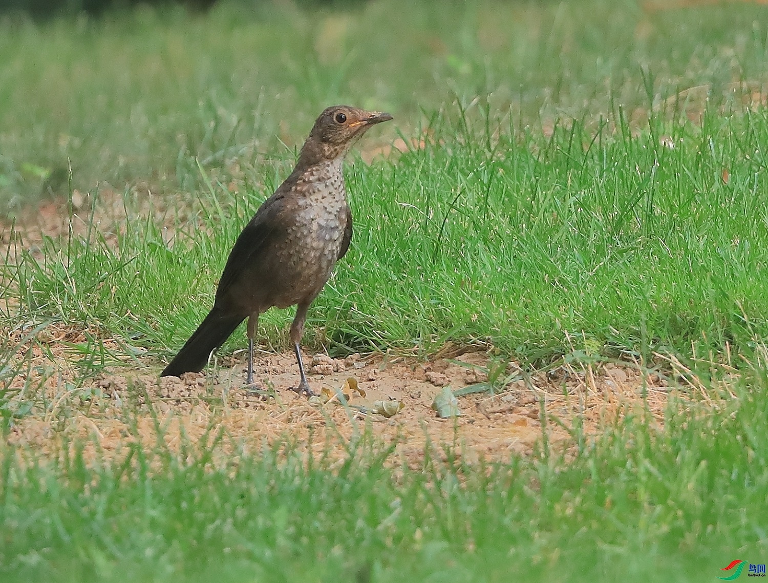 �ǲ�  ��ʦ�����ںӱ�ʡʯ��ׯ��20.jpg