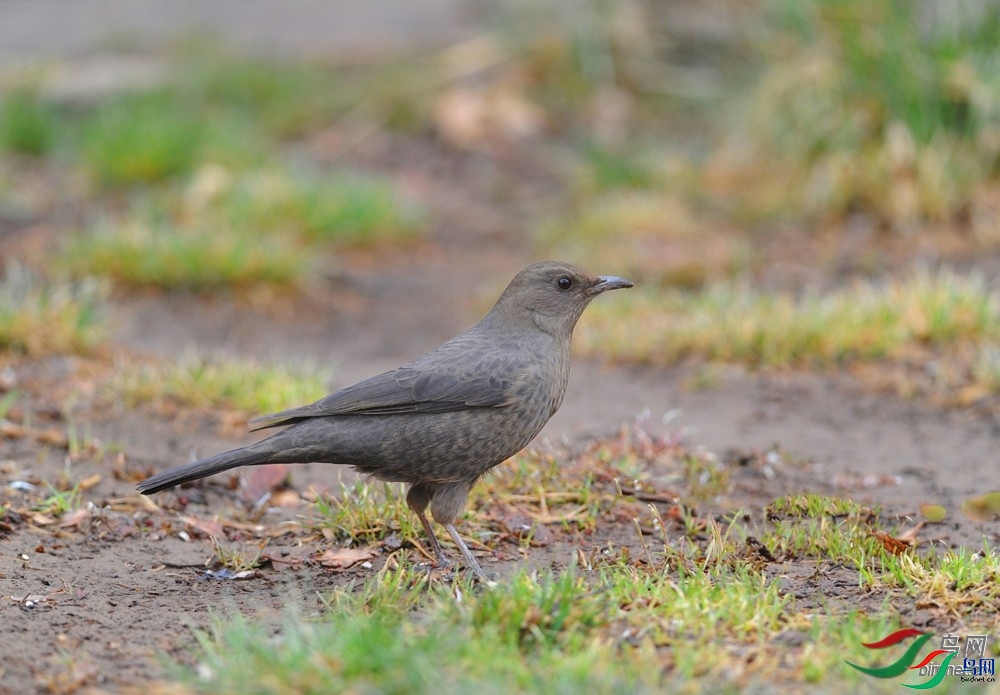 ����ϸ��  ��ʦ����.jpg