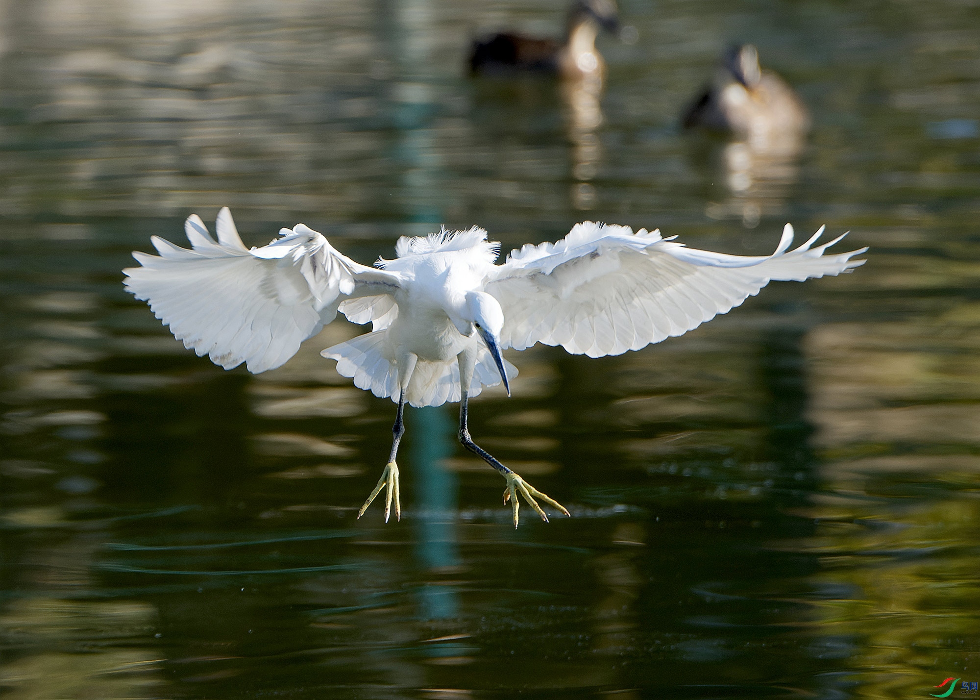 DSC_5267.jpg