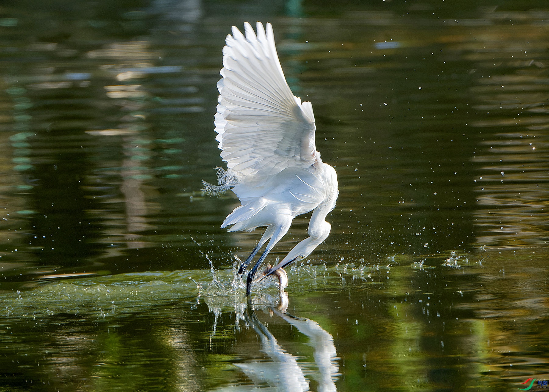 DSC_5296.jpg