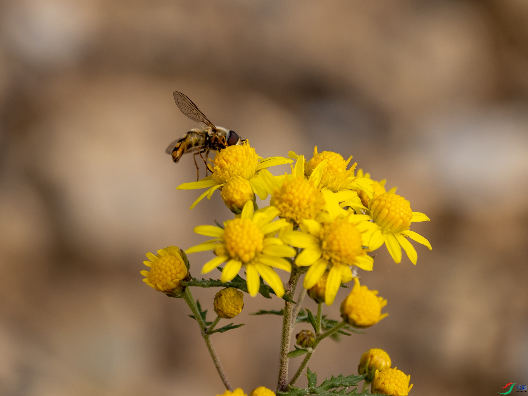 ʳ��Ӭ��Ұ�ջ�