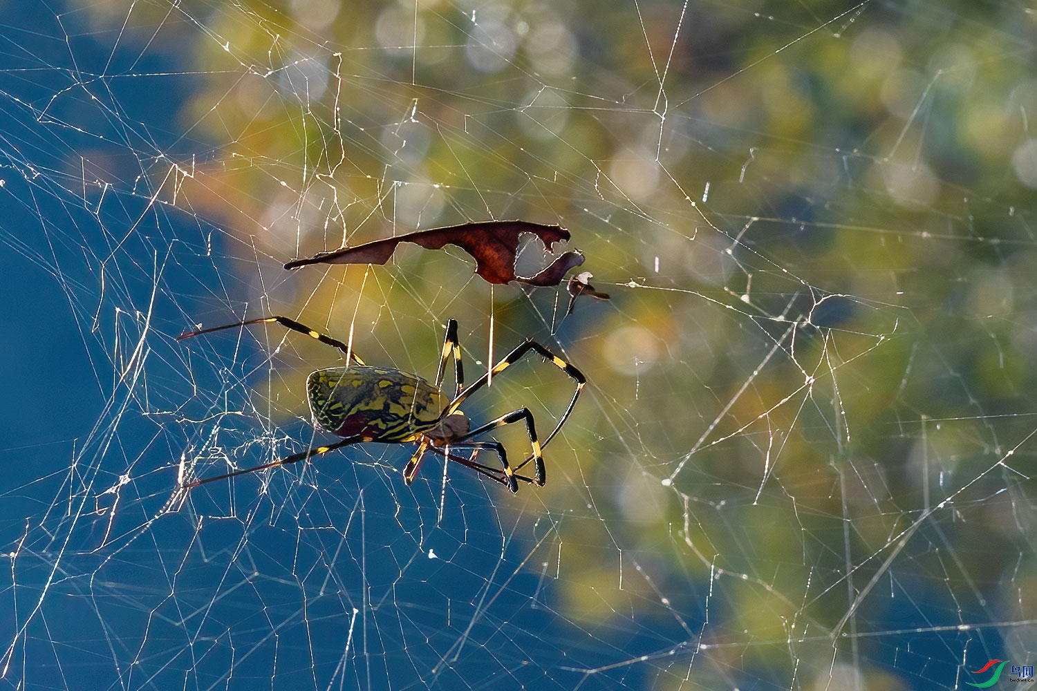DSC_5239-2.jpg