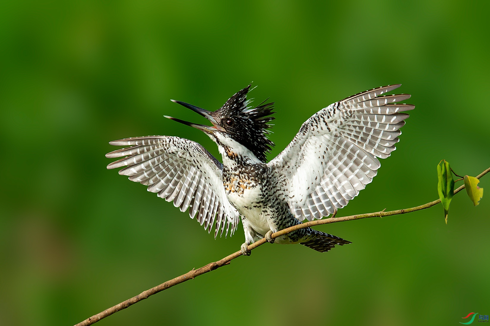 DSC_9753-a.jpg