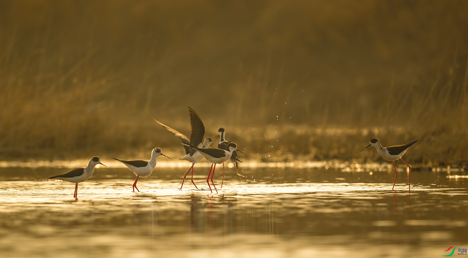 �ڳ᳤����