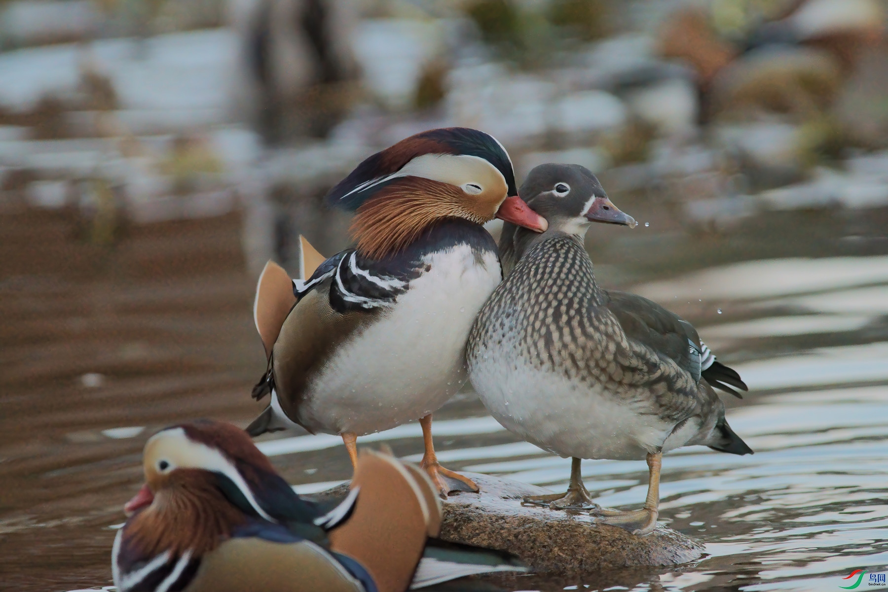 DSC03059-denoise-denoise.jpg