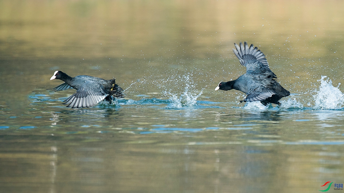 DSC_6683 - ����.jpg