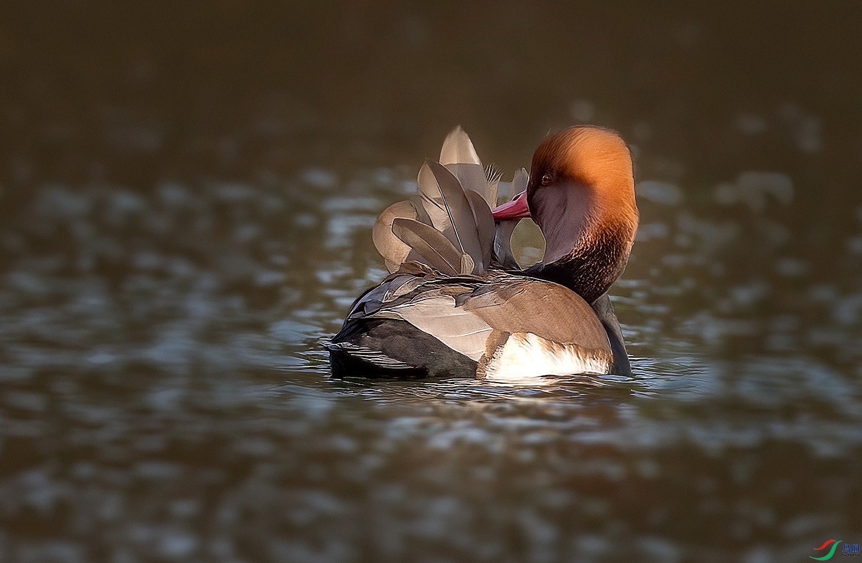 _DSC4988a ����.jpg