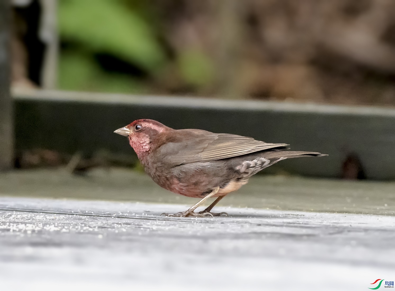 DSC_8463a1.jpg