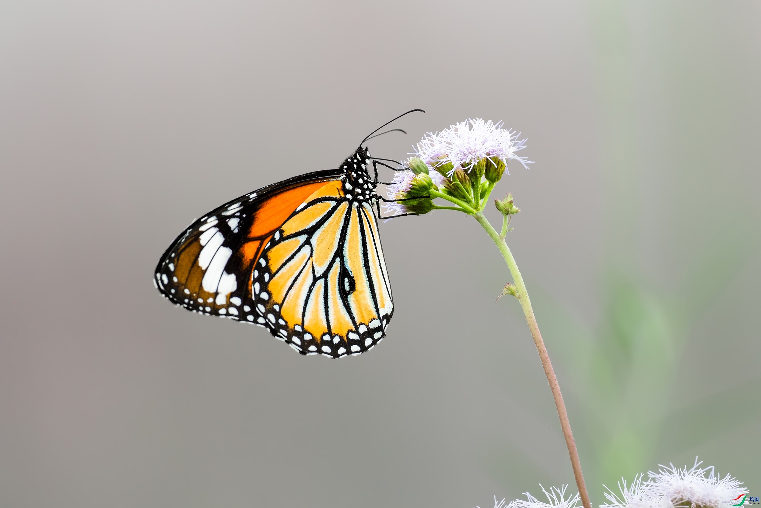 P9071654-1.jpg