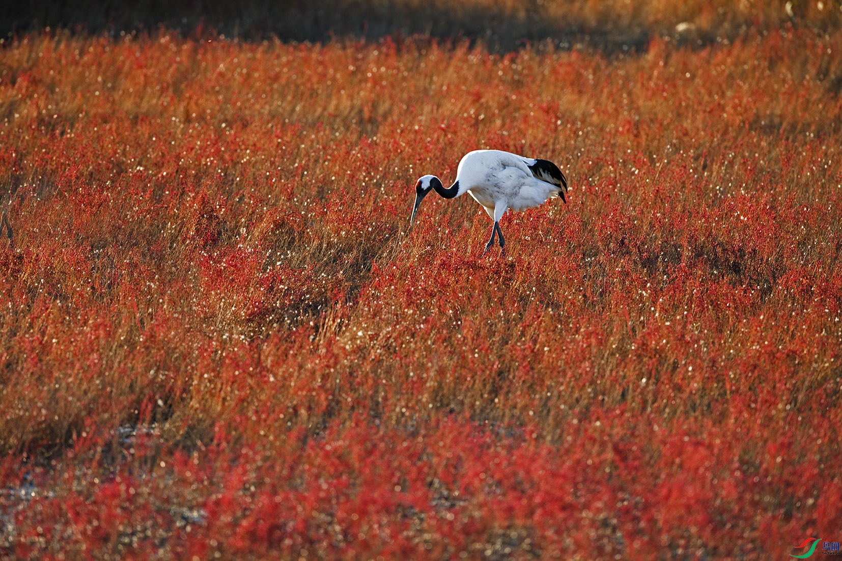 DSC_2646.jpg