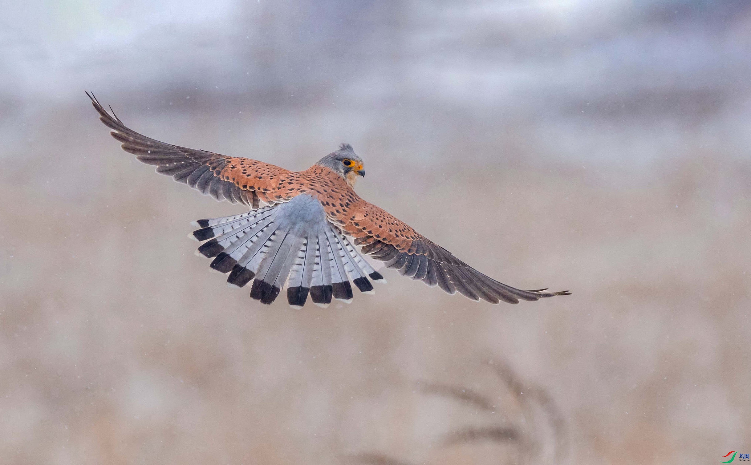 ����˲��