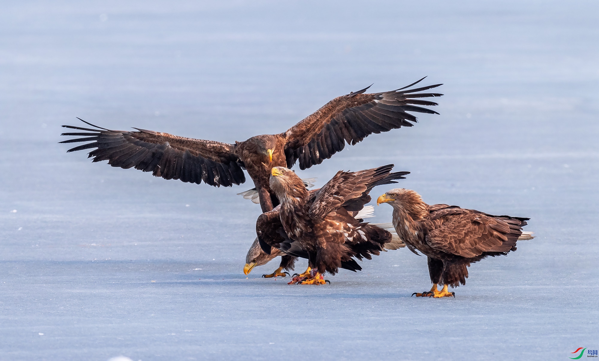 ��β����