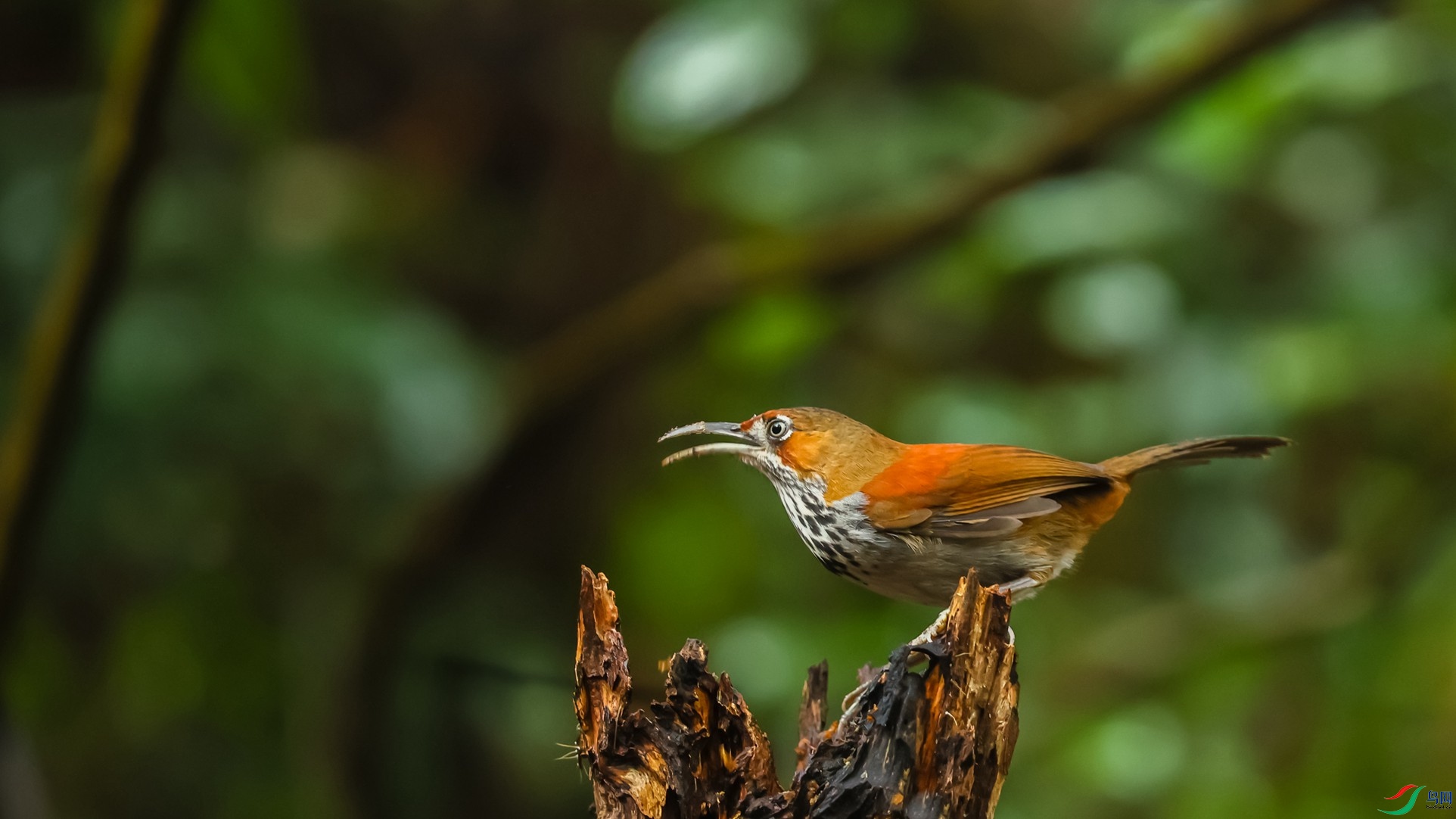 ���ϰ��ع�����