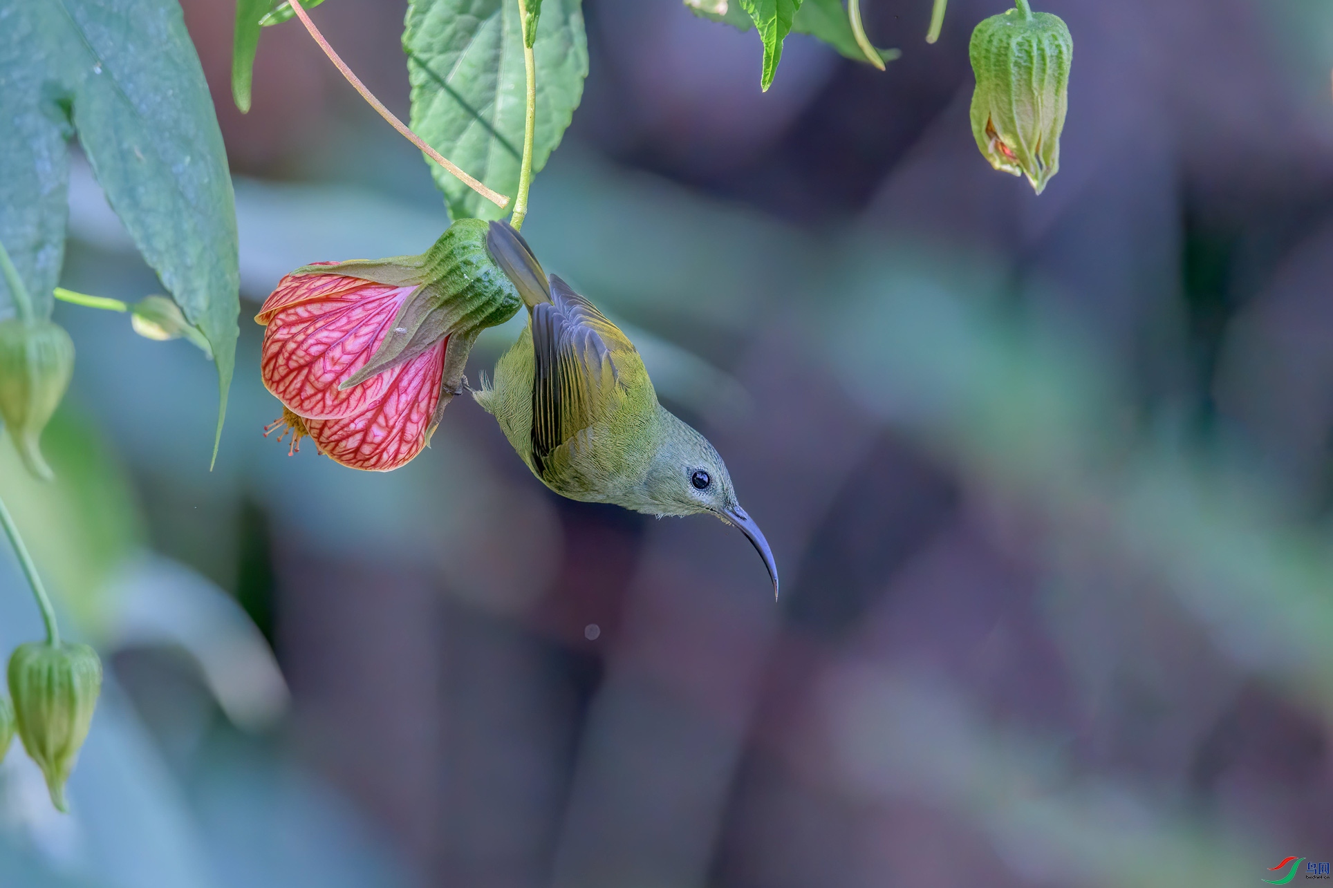 DSC_4351-1.jpg