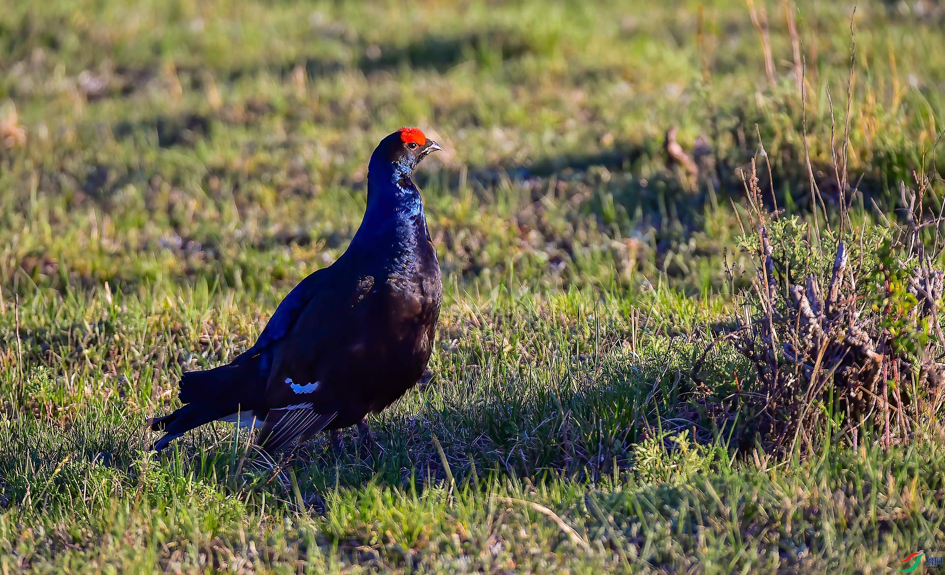 DSC_2743.jpg