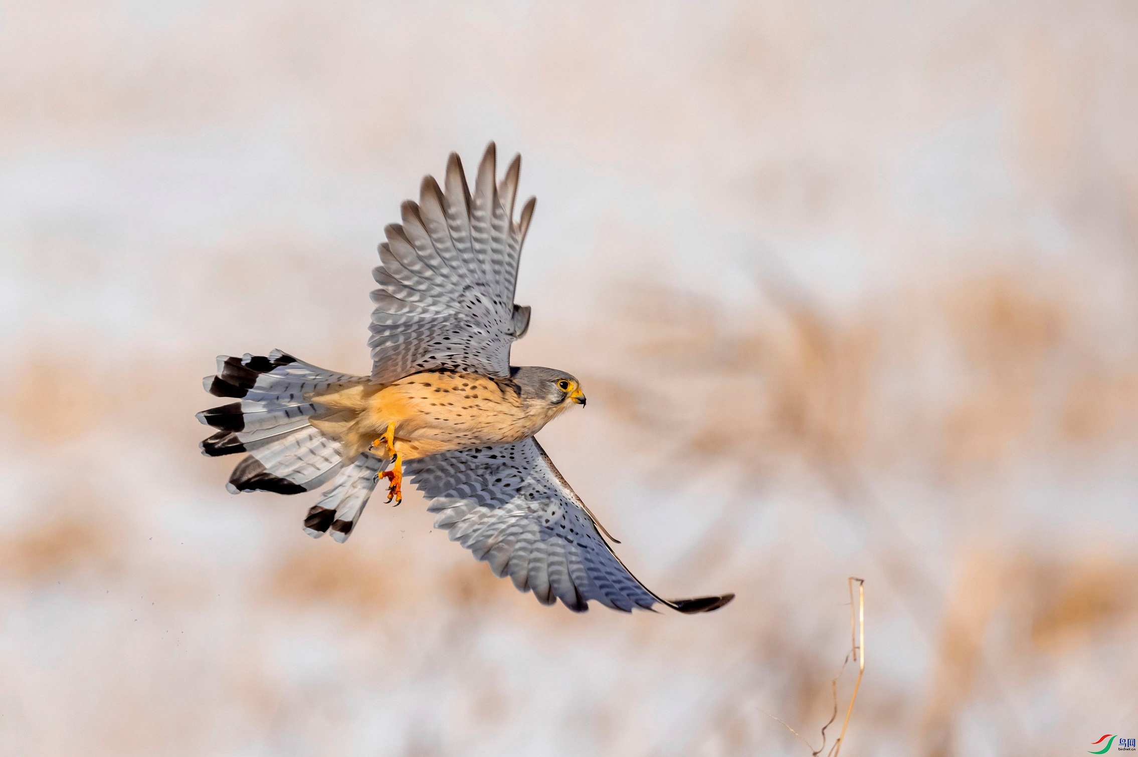 ������ȥ