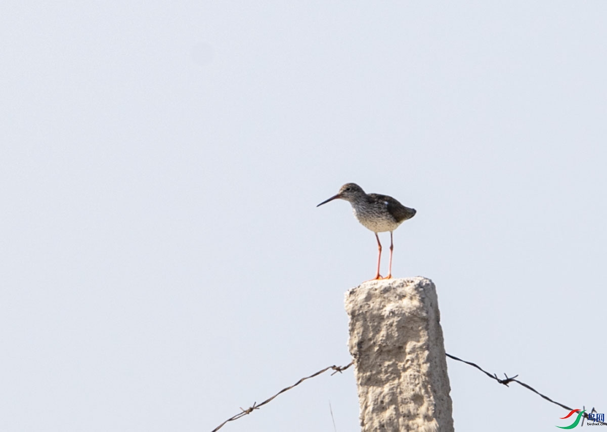 _DSC8066.jpg