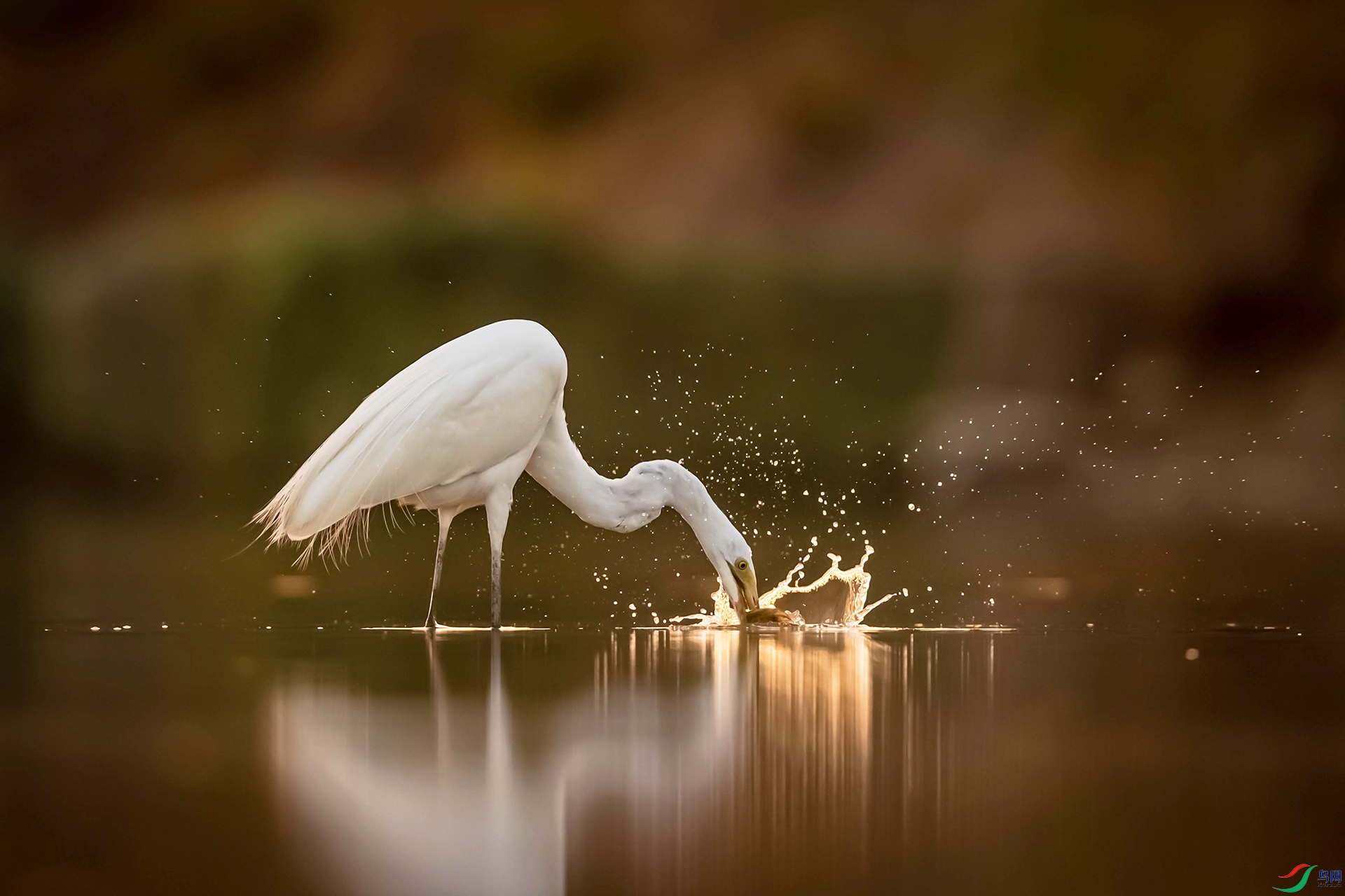 AO4I1786-2 ����.jpg