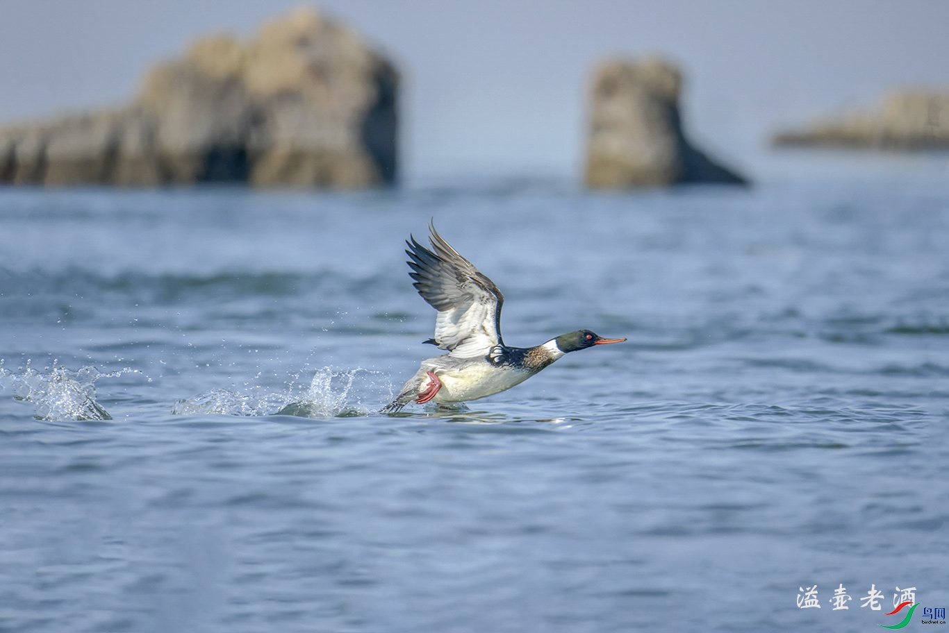 ������ɳѼ