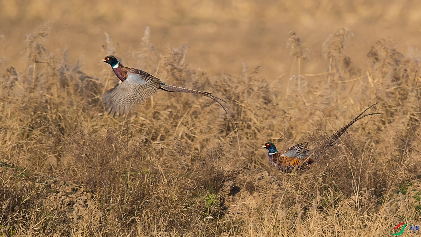 DSC_1473 - ����.jpg