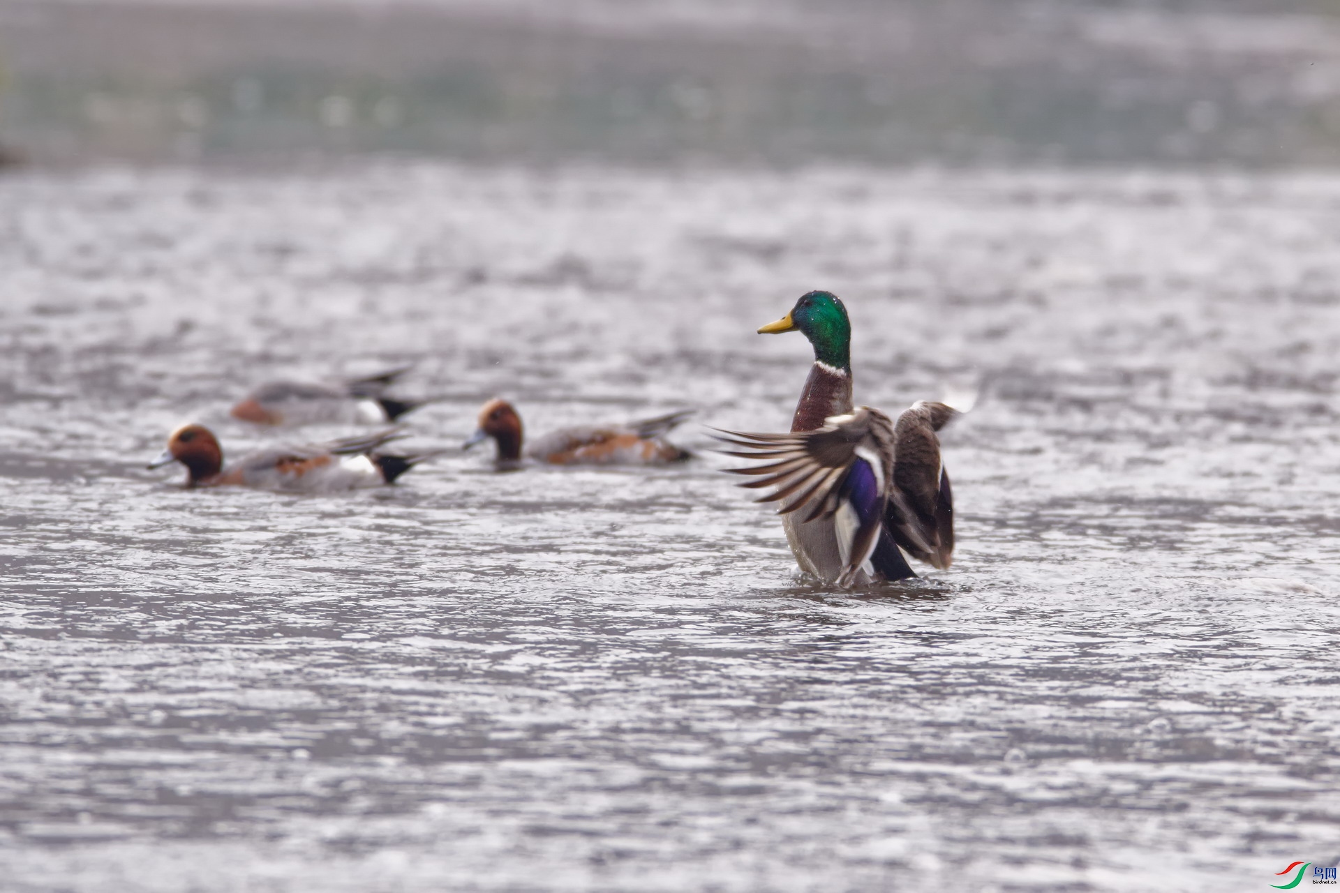 DSC07670_DxO.1.jpg