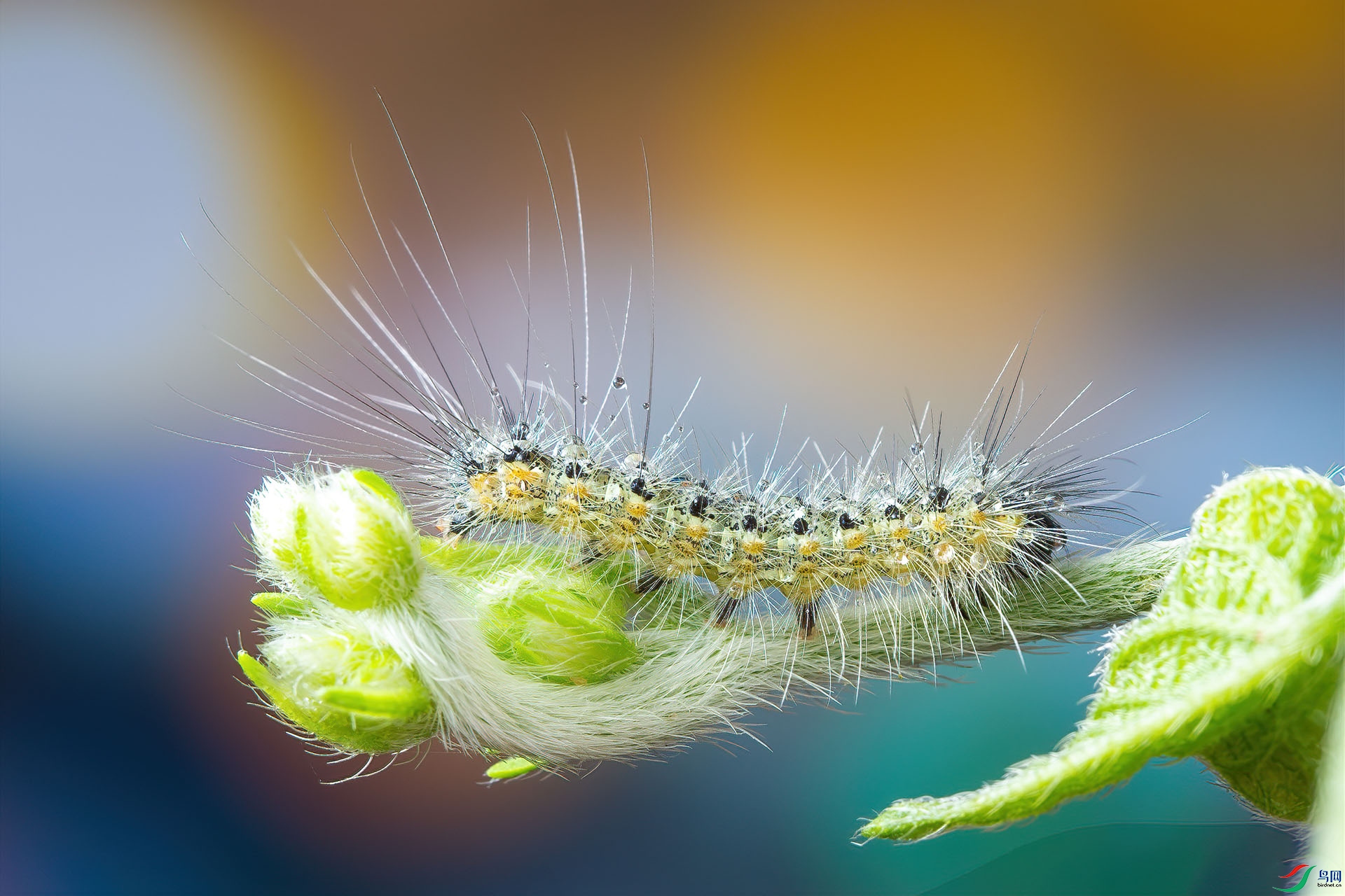 5D3_6994 ����.jpg