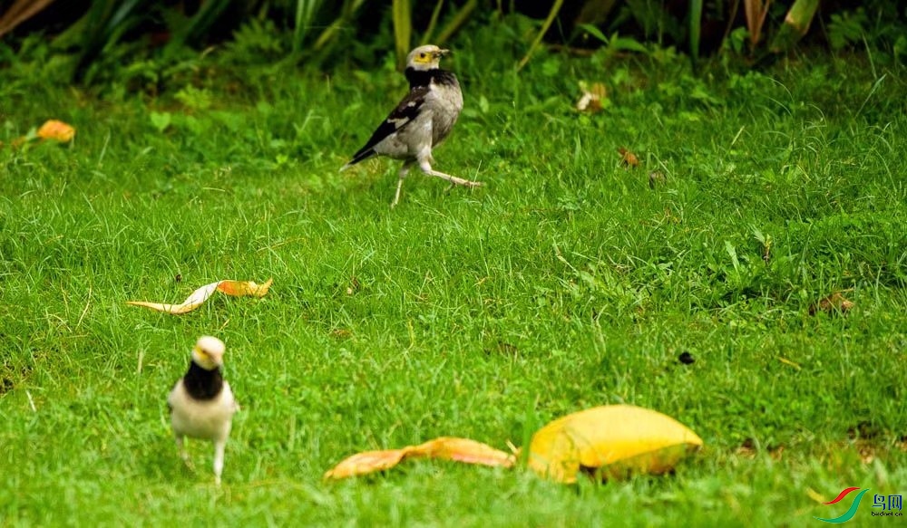 �ַ����ֵ�����