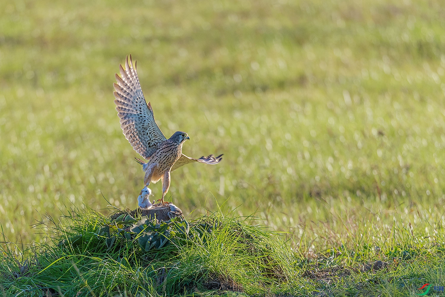 DSC_8886-2.jpg