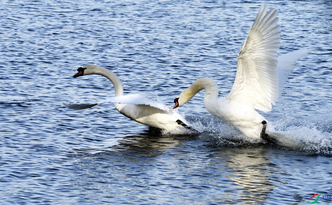 _DSC2638 - ����.jpg