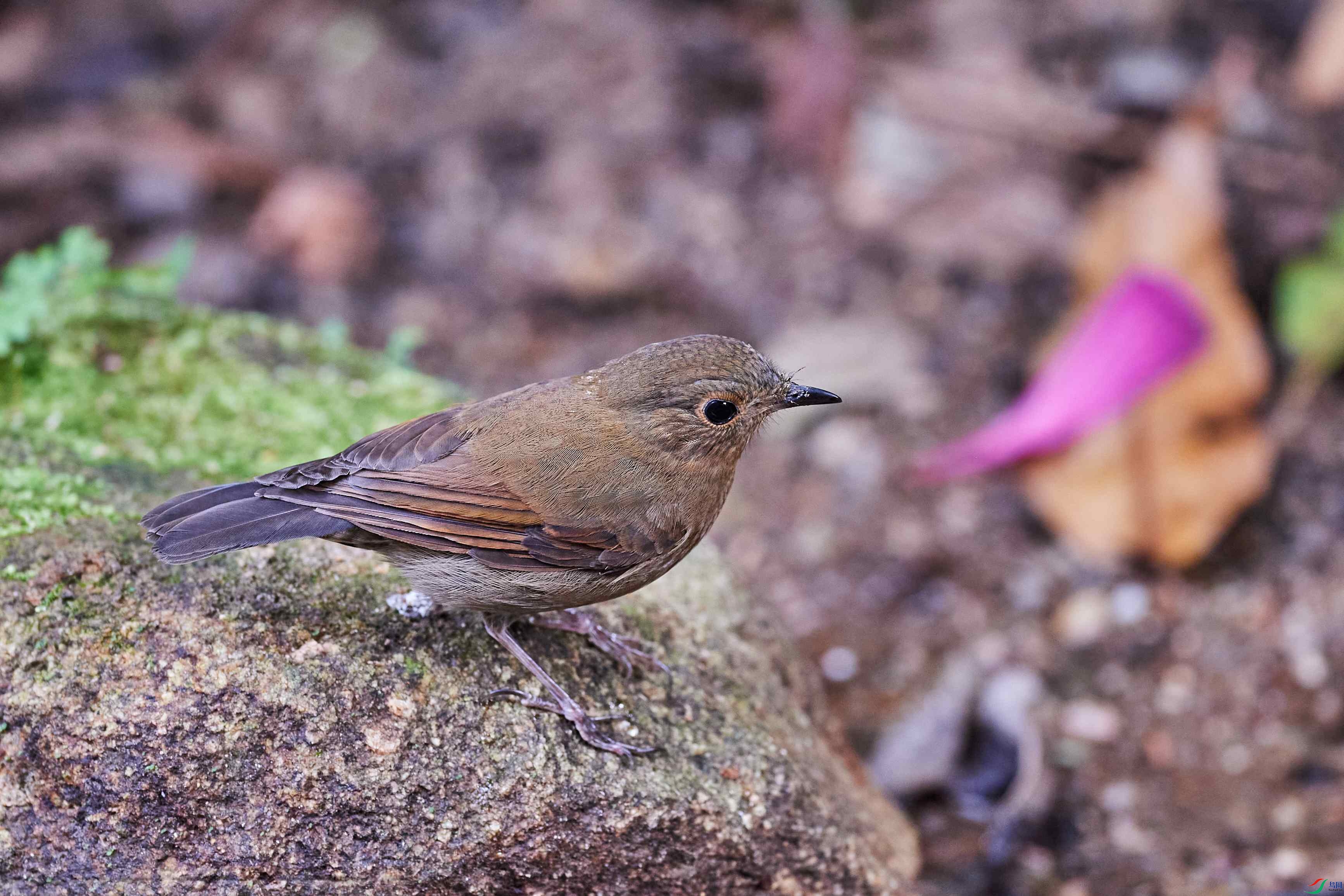 ��β�����