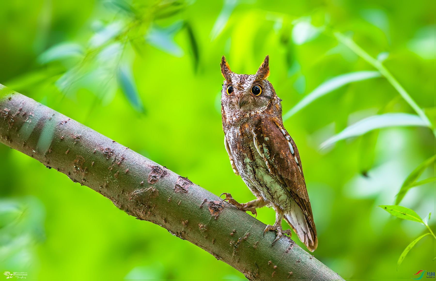 DSC_3384a.jpg