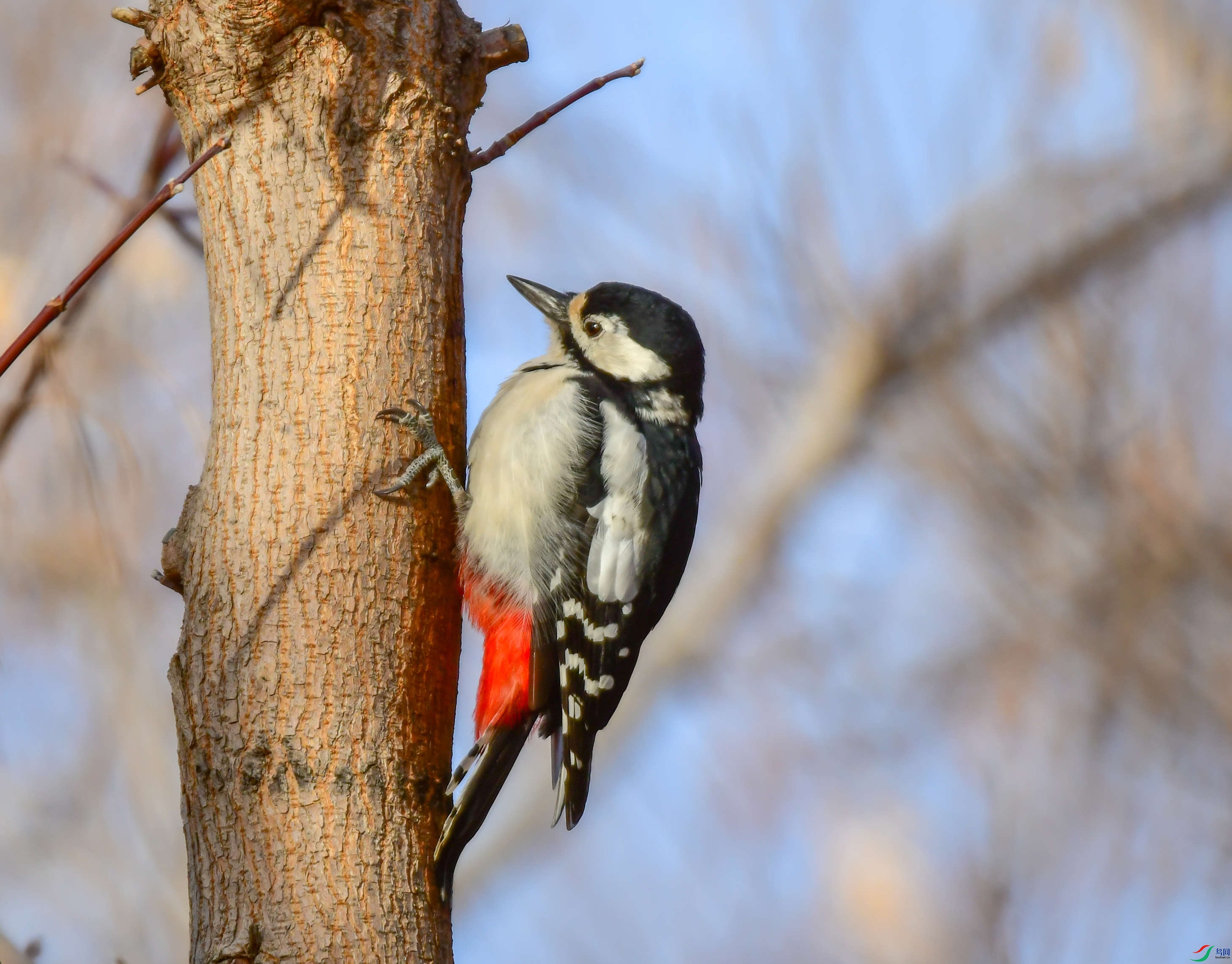 ������ʿ