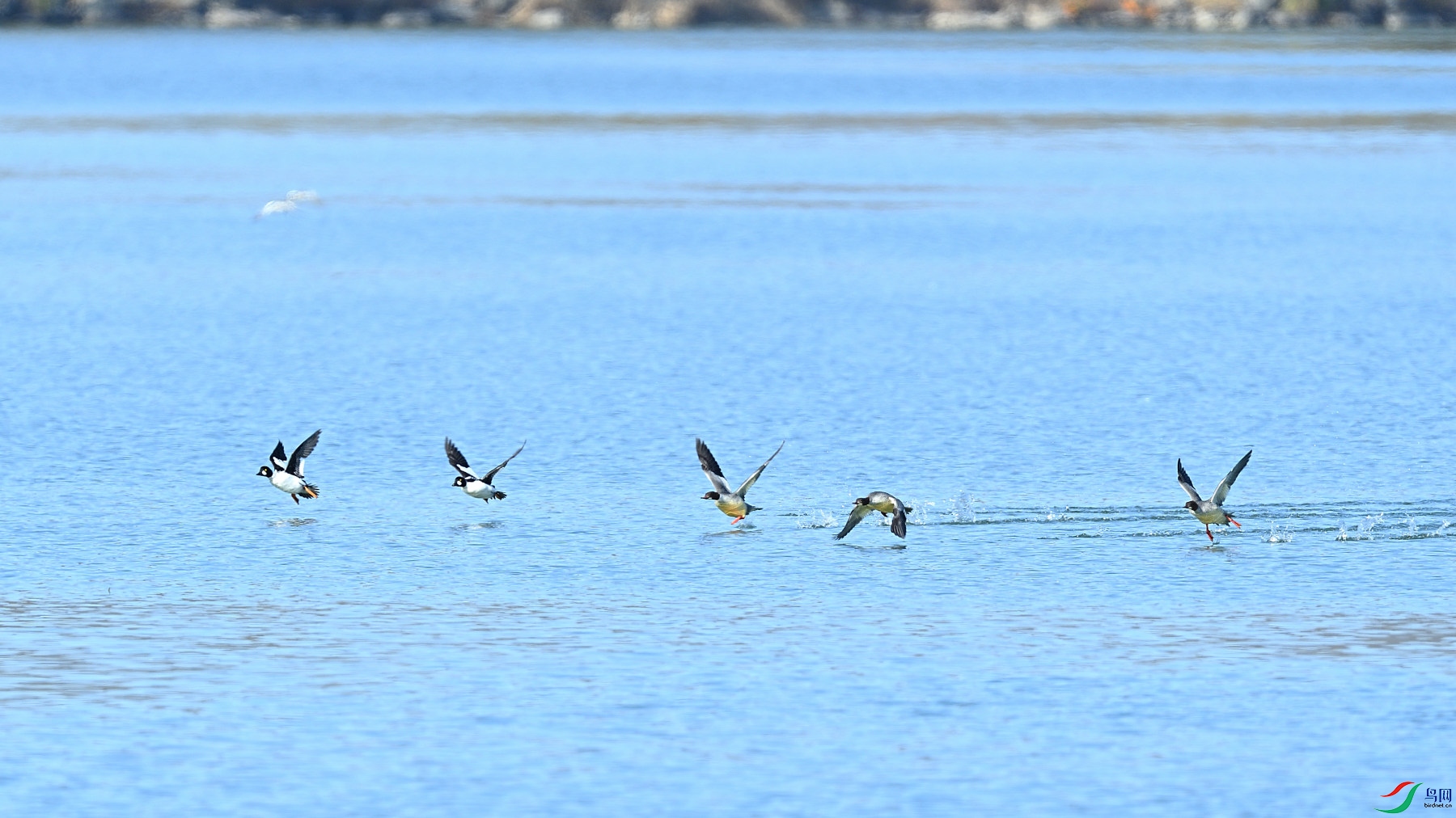 DSC_4208.JPG