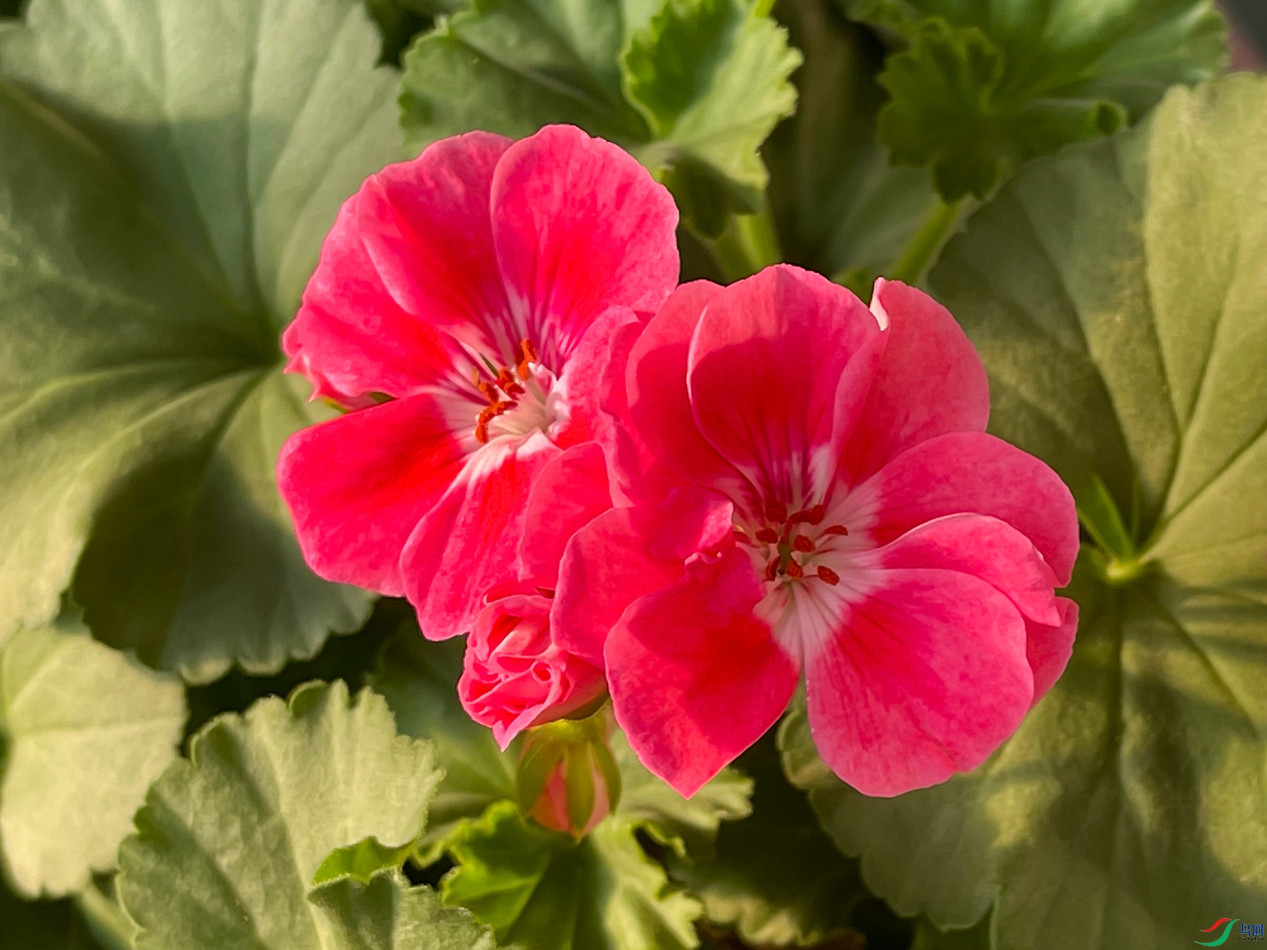 ��ɫ���ÿ���